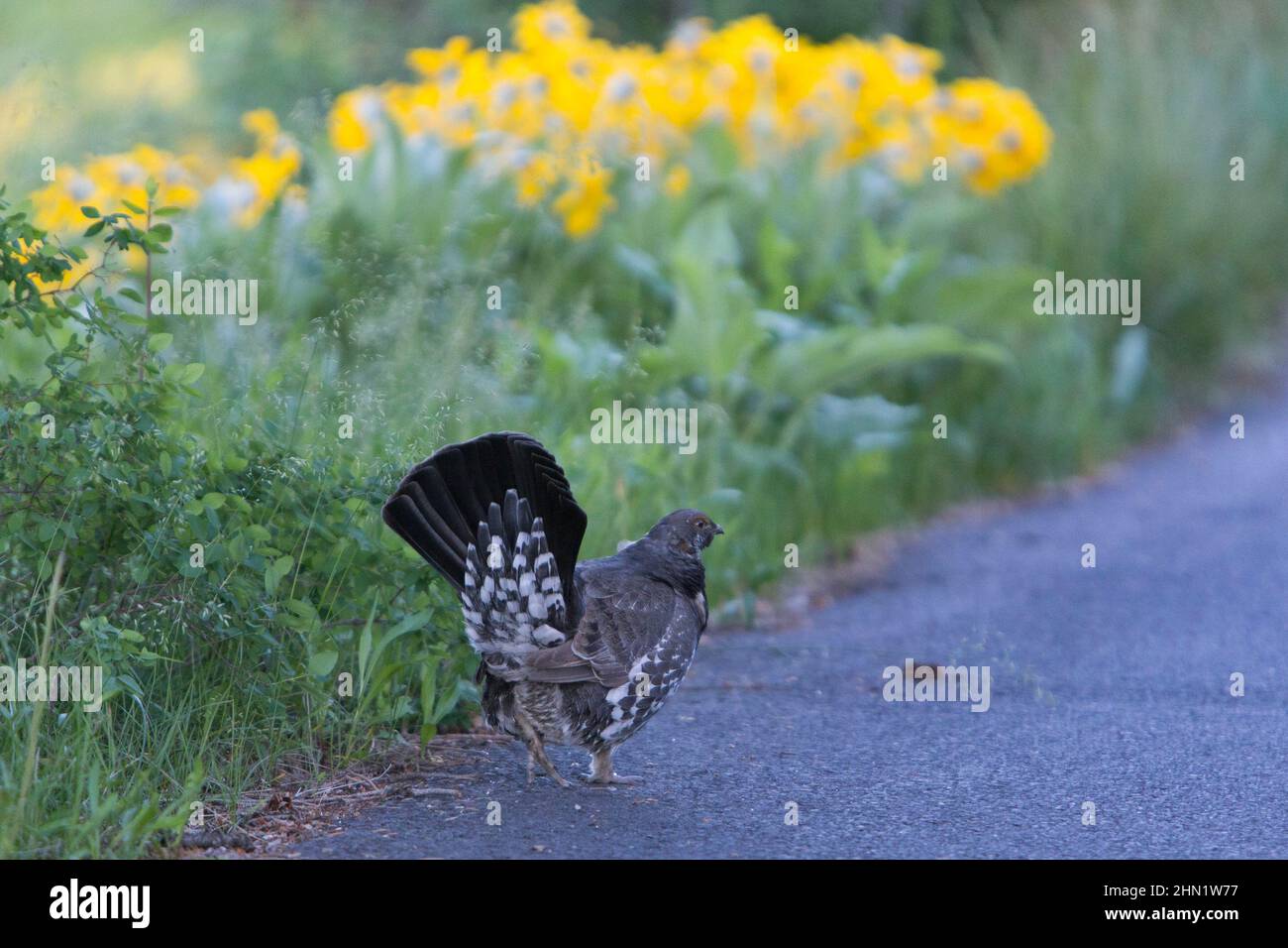 Grouse bleu (Dendragapus obscurus) mâle sur route, signal Mountain, Grand Teton NP, Wyoming, États-Unis Banque D'Images