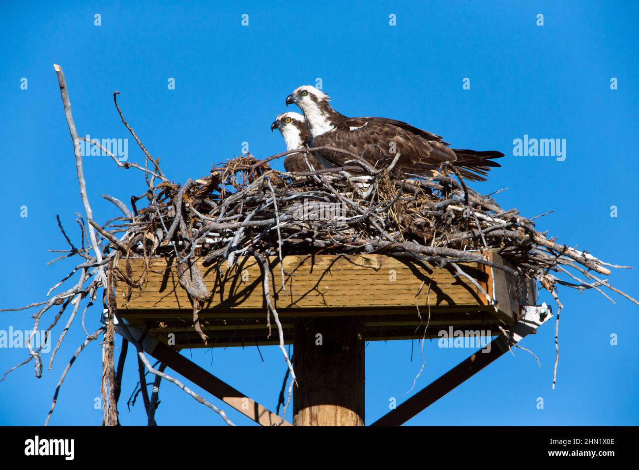 Osprey (Pandion haliaetus) se couple au nid sur une plate-forme artificielle, parc national de Grand Teton, Wyoming, États-Unis Banque D'Images