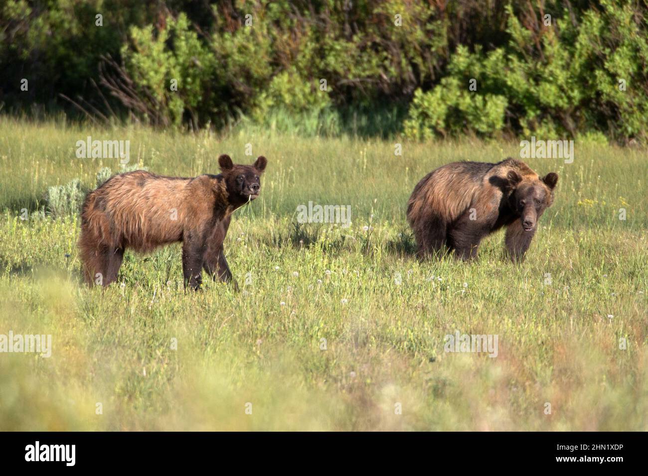 Ours grizzli (Ursus arctos horribilis) alimentation de deux frères et sœurs, Grand Teton NPational Park, juin, Wyoming, États-Unis Banque D'Images