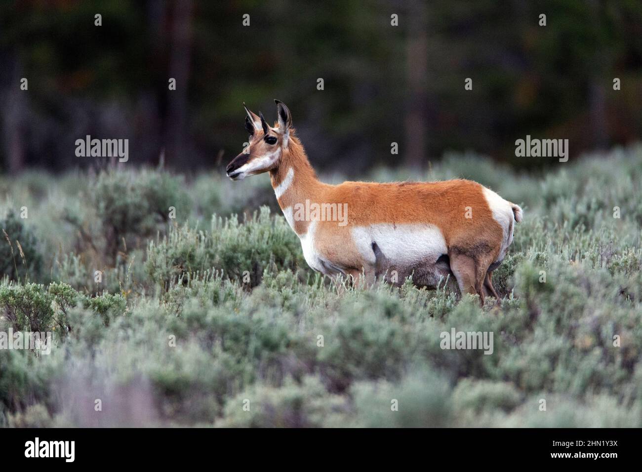Pronghorn Antelope (Antilocapra americana) parmi les araignées, Grand Teton NP, Wyoming Banque D'Images
