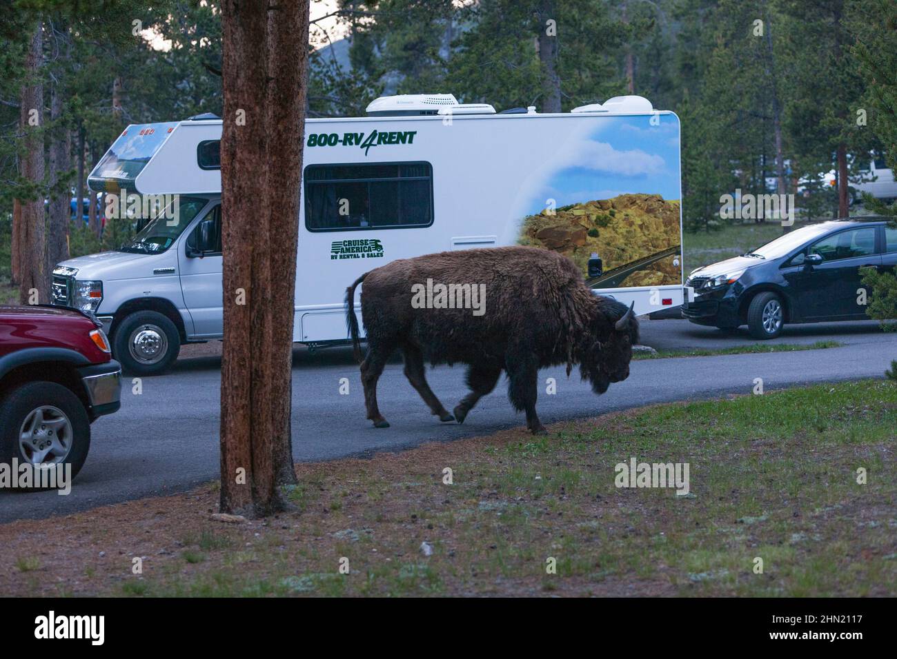 American Bison (Bison bison) dans le terrain de camping de Madison, parc national de Yellowstone, Wyoming, États-Unis Banque D'Images