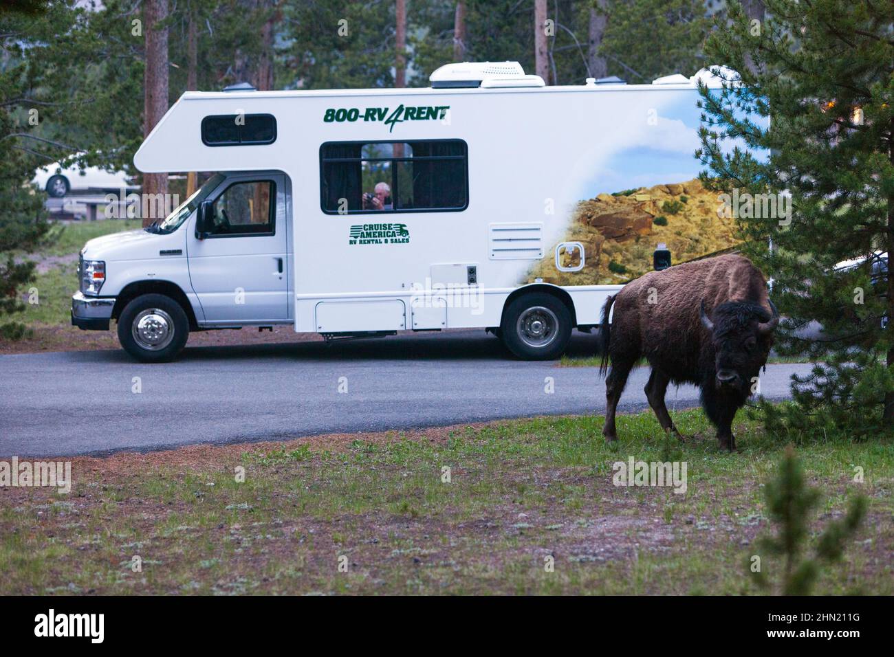American Bison (Bison bison) dans le terrain de camping de Madison, parc national de Yellowstone, Wyoming, États-Unis Banque D'Images