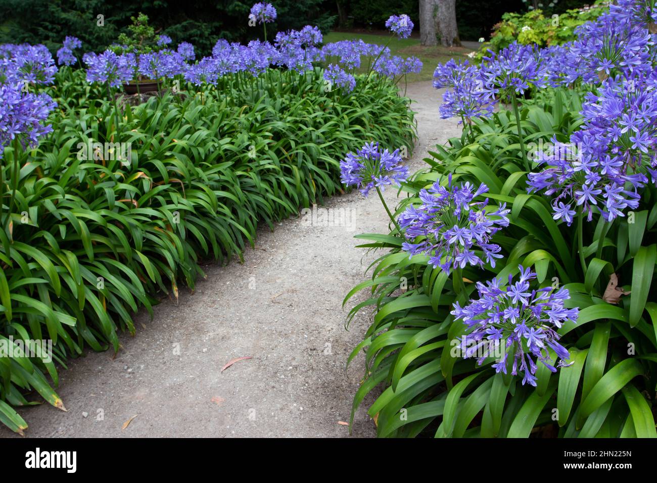 Chemin dans le jardin avec des fleurs bleues d'agapanthus. Nénuphars du Nil ou plante à fleurs de nénuphars africains. Banque D'Images