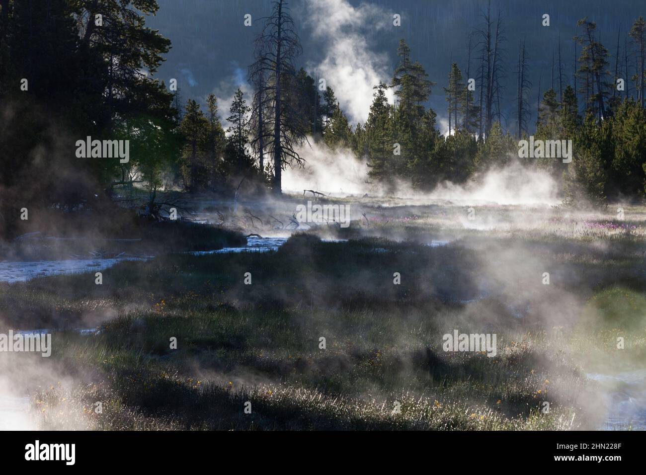 Vapeur provenant des eaux de ruissellement dans les cours d'eau, tôt le matin, bassin Geyser Midway, parc national de Yellowstone, Wyoming, ÉTATS-UNIS Banque D'Images
