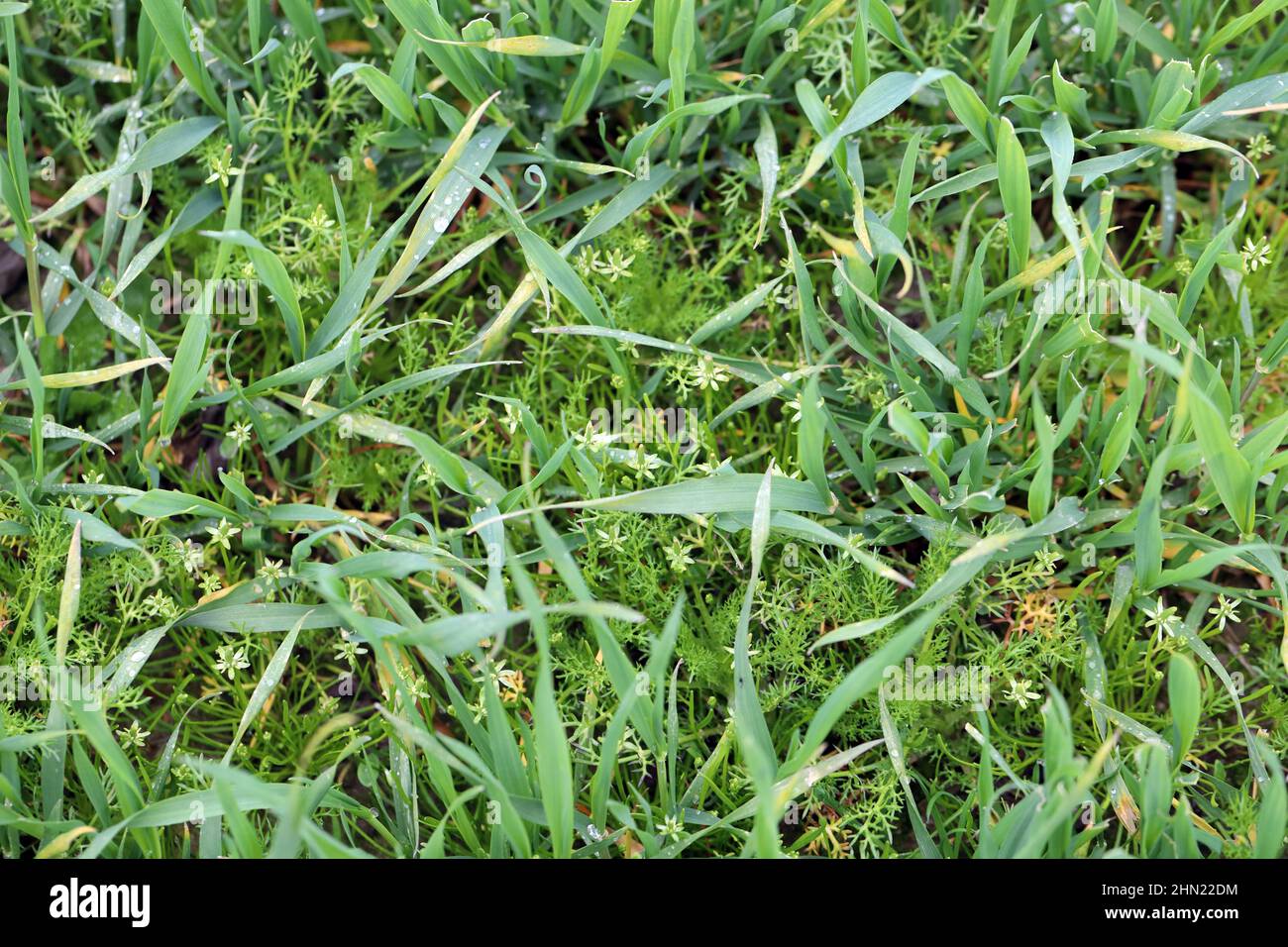 Récolte de céréales désherdée par Myosurus minimus appelée minuscule mousetaille ou juste mousetaille et par Tripleurospermum maritimum (syn. Matricaria maritima). Banque D'Images