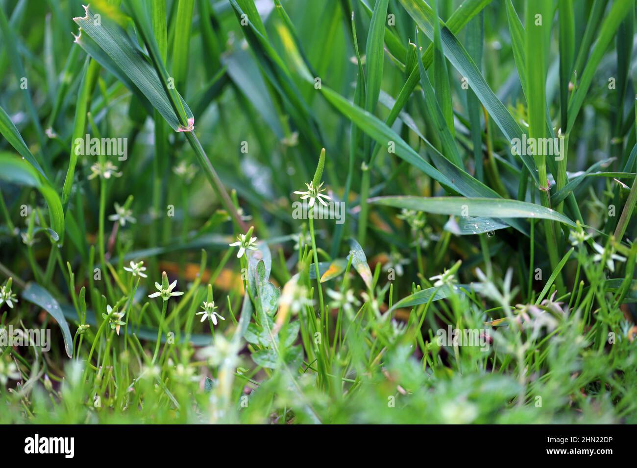 Récolte de céréales désherdée par Myosurus minimus appelée minuscule mousetail ou juste mousetail. Mauvaises herbes répandues et communes dans les cultures agricoles et horticoles. Banque D'Images