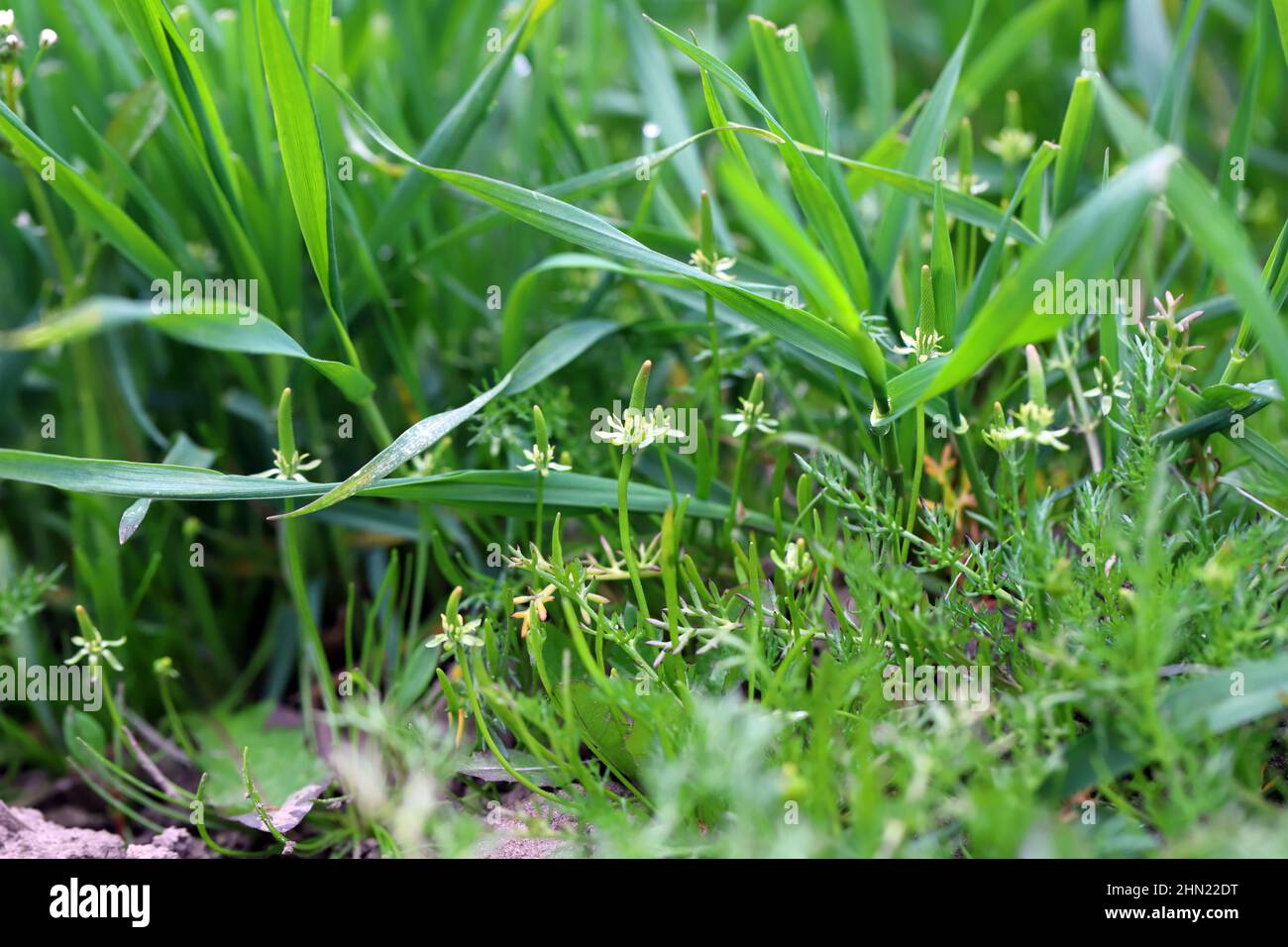 Récolte de céréales désherdée par Myosurus minimus appelée minuscule mousetaille ou juste mousetaille et par Tripleurospermum maritimum (syn. Matricaria maritima). Banque D'Images