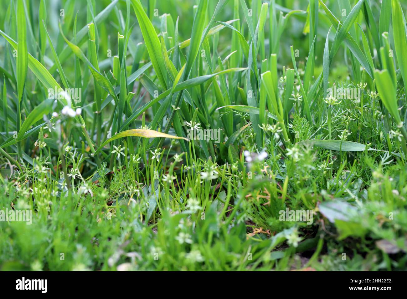 Récolte de céréales désherdée par Myosurus minimus appelée minuscule mousetaille ou juste mousetaille et par Tripleurospermum maritimum (syn. Matricaria maritima). Banque D'Images