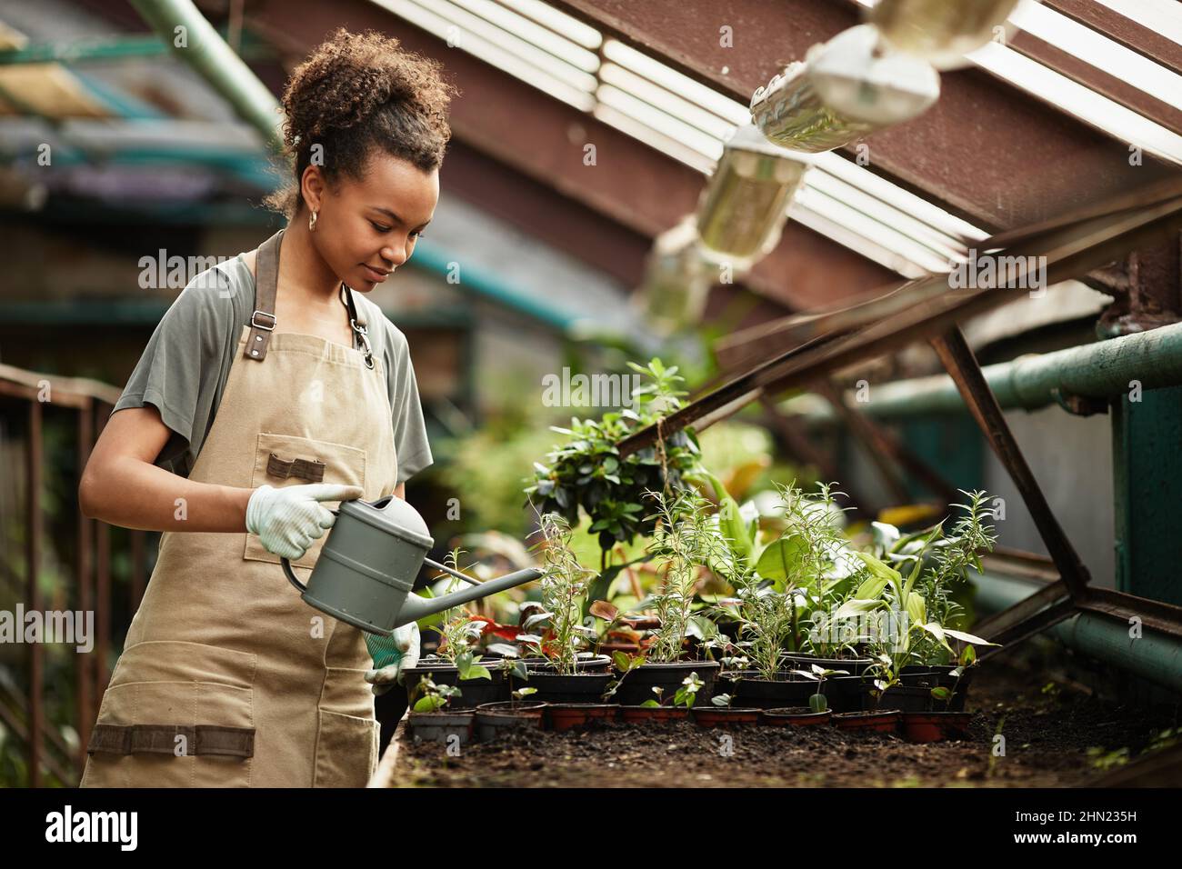 Jeune biracial femelle avec arrosoir-canette de soin des plantules de fleur dans les pots de fleurs tout en travaillant dans la serre moderne Banque D'Images