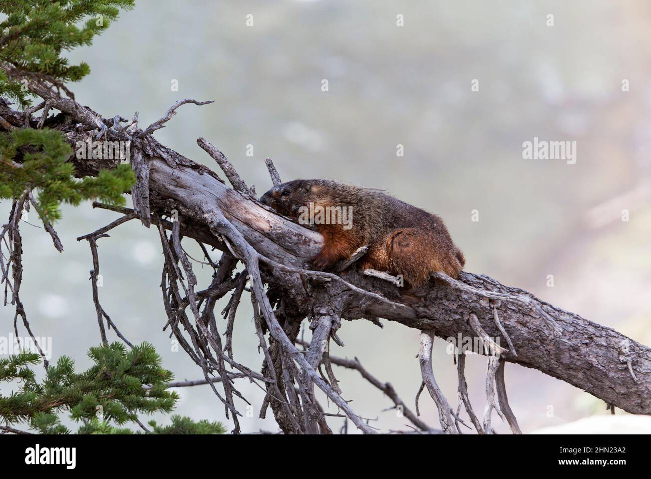 Marmotte à ventre jaune (Marmota flaviventris) se reposant à l'ombre d'un arbre tombé, Upper Falls, parc national de Yellowstone, Wyoming, États-Unis Banque D'Images