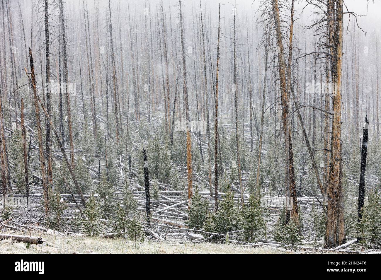 Tempête de neige estivale, qui balaie la forêt, col Dunraven, parc national de Yellowstone, Wyoming, ÉTATS-UNIS Banque D'Images