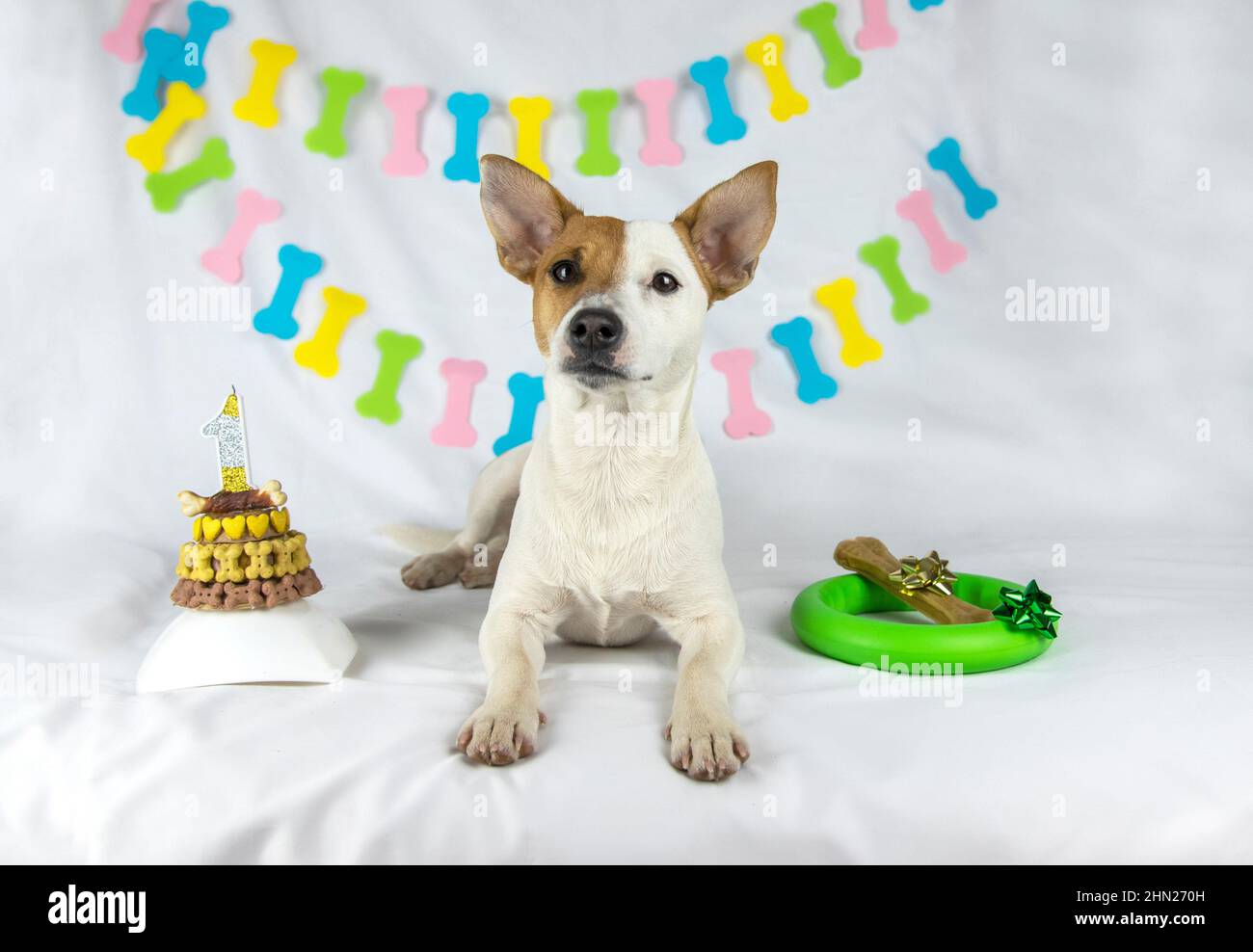 Jack Russell Terrier chien se trouve au centre sur un fond blanc avec une guirlande sous forme d'os.d'un côté est son gâteau, sur les autres cadeaux (gre Banque D'Images