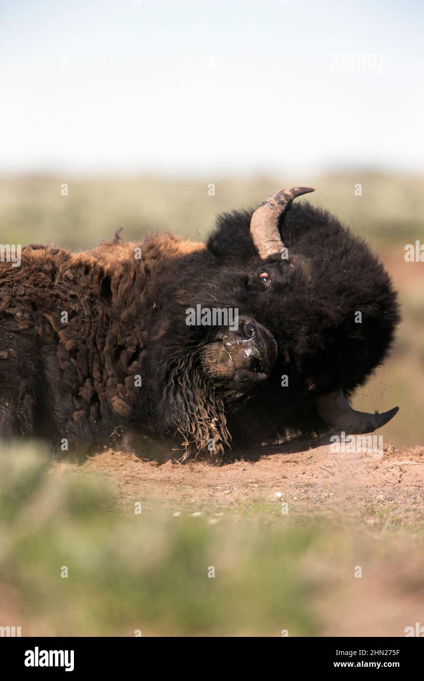 Bull de Bison américaine (Bison bison) prenant un bain de poussière, parc national de Yellowstone, Wyoming Banque D'Images