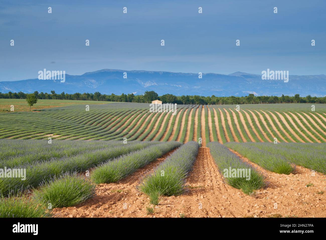 Grand champ de rangs de lavande en France, Valensole, Côte Dazur-Alpes-Provence, fleurs violettes, tiges vertes, lits confortables avec base de parfum, panorama Banque D'Images