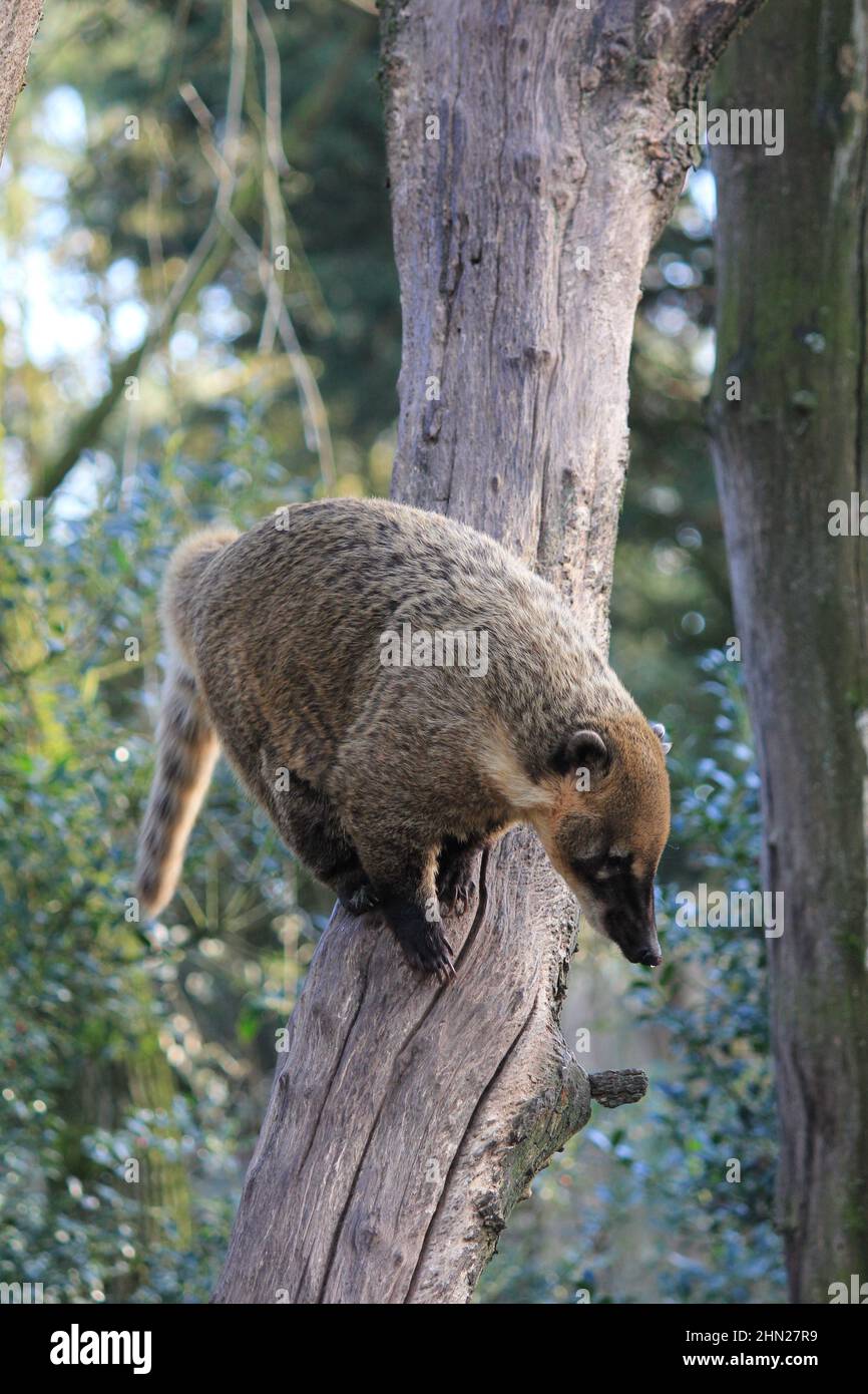 Le Coati sud-américain dans le zoo d'Overloon Banque D'Images
