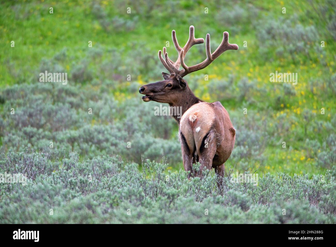 Taureau d'élans (Cervus elaphus) en velours, parc national de Yellowstone, Wyoming Banque D'Images