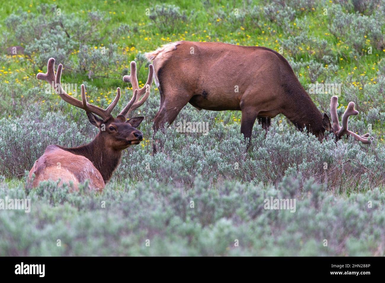 Elk (Cervus elaphus) deux taureaux en velours, parc national de Yellowstone, Wyoming Banque D'Images