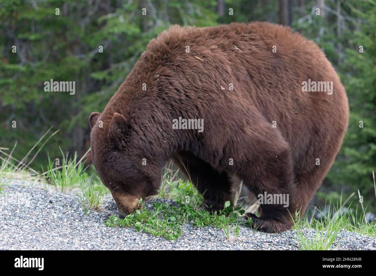 Ours noir (Ursus americanus) paissant sur le côté de la route, col Dunraven, parc national de Yellowstone, Wyoming Banque D'Images