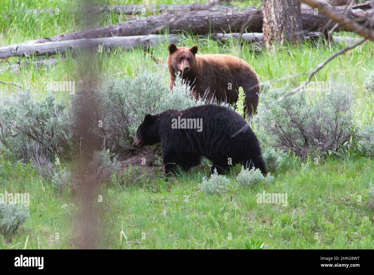 Ours noir (Ursus americanus) deux fourrager pour la nourriture, Lamar Valley, Yellowstone NP, Wyoming Banque D'Images