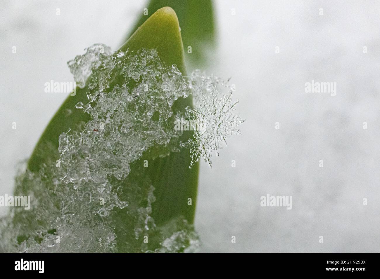 fusion des flocons de neige gros plan - gros plan extrême / macro - gros plan délicat de la sculpture en cristal de glace d'hiver flocon de neige sur feuille de plante - cristaux de neige Banque D'Images