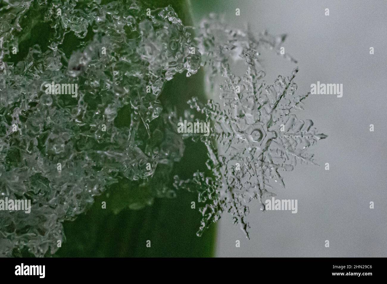 fusion des flocons de neige gros plan - gros plan extrême / macro - gros plan délicat de la sculpture en cristal de glace d'hiver flocon de neige sur feuille de plante - cristaux de neige Banque D'Images