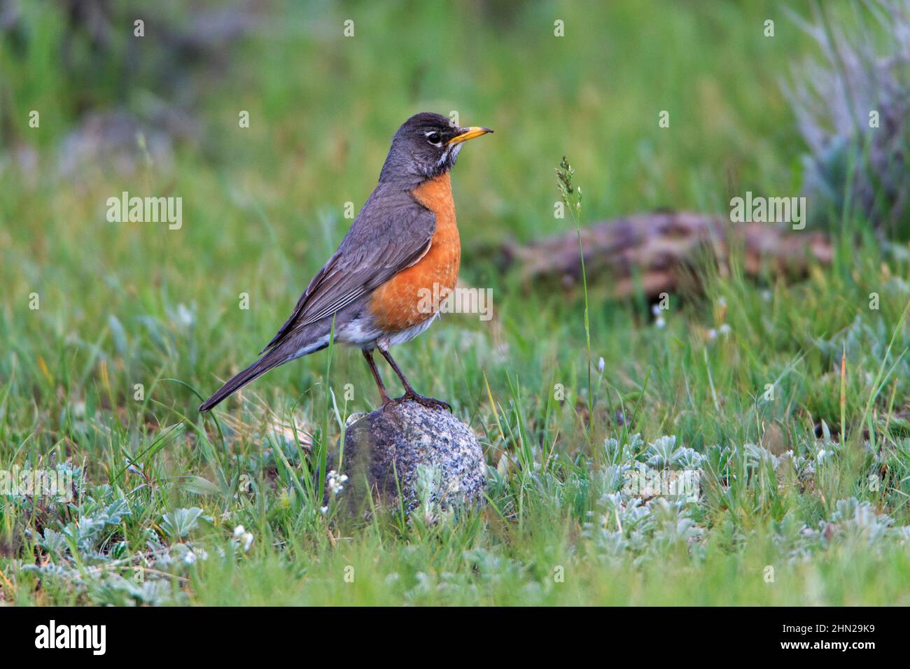 American Robin (Turdus migratorius) femelle, Yellowstone NP, Wyoming Banque D'Images