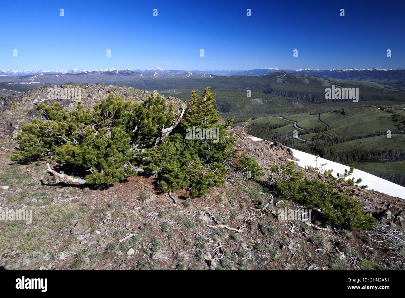 Mount Washburn, vue vers le nord depuis une crête, le long de la piste, parc national de Yellowstone, Wyoming Banque D'Images