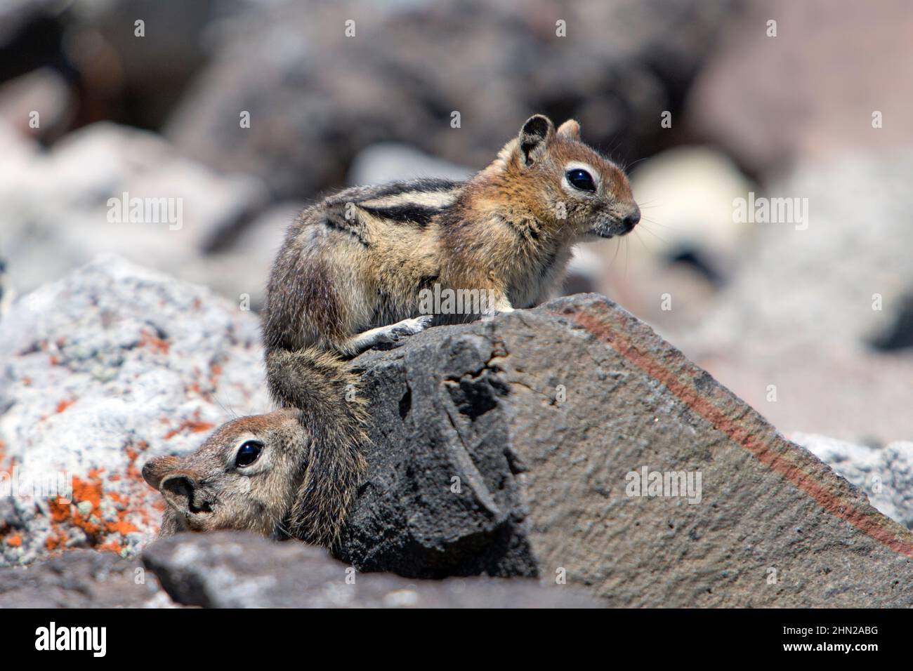 Écureuil doré (Callospermophilus) deux parmi les rochers, parc national de Yellowstone, Wyoming Banque D'Images