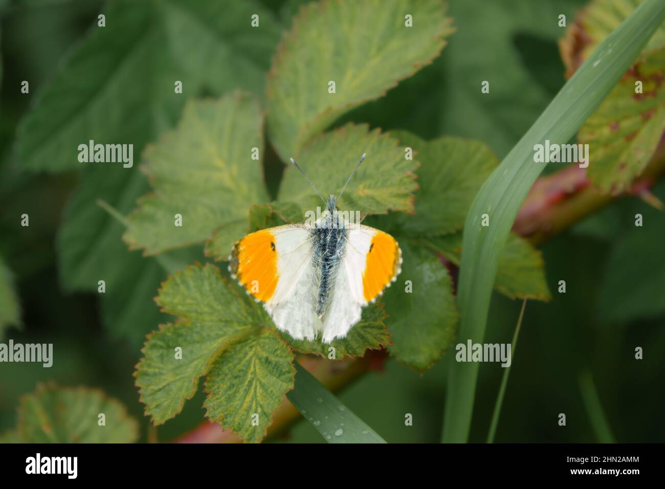 Un papillon à pointe orange (Anthocharis cardamines) avec ailes ouvertes repose sur une feuille verte Banque D'Images