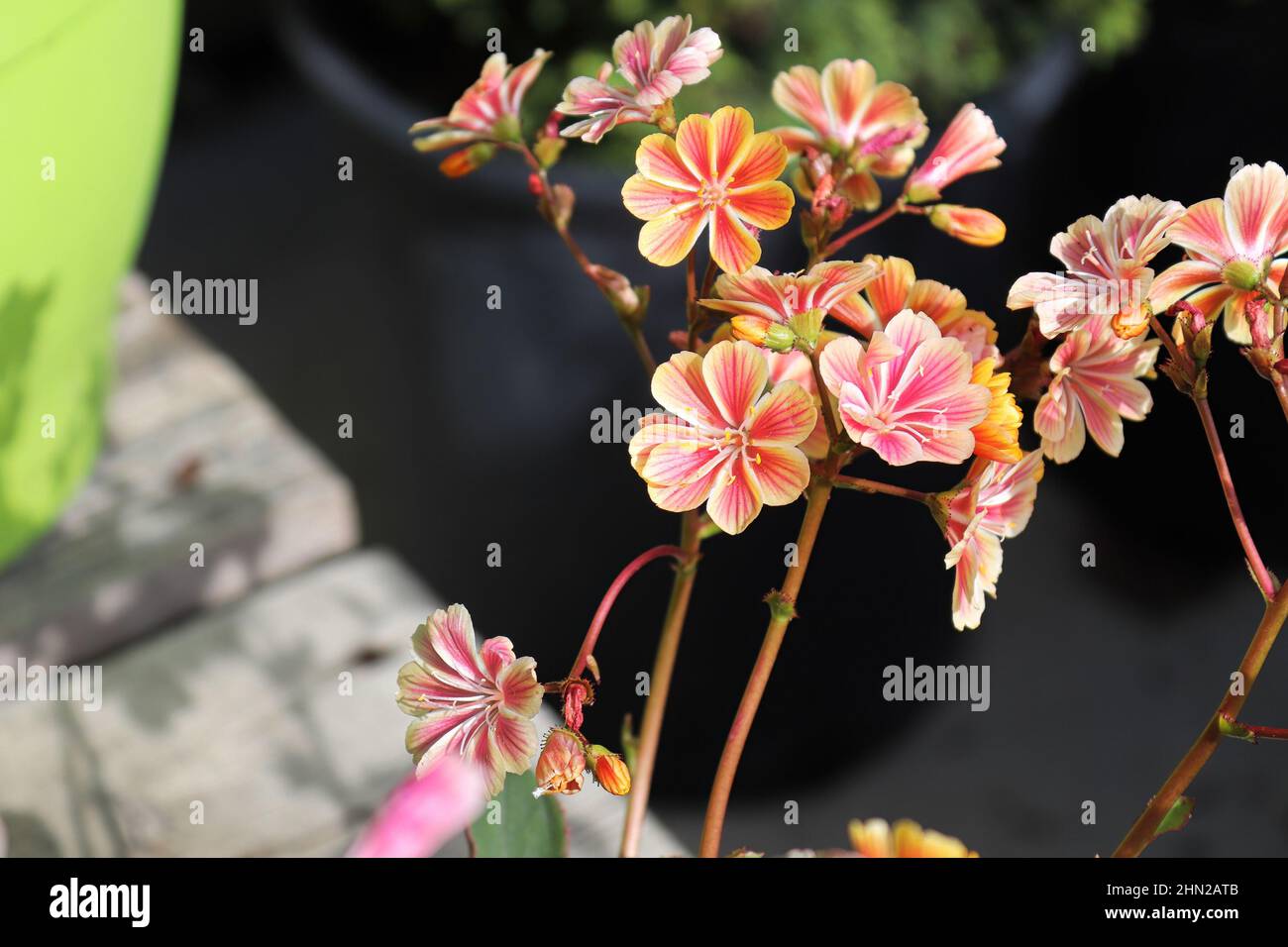 Vue rapprochée des pétales délicats d'une plante de lewisia Banque D'Images