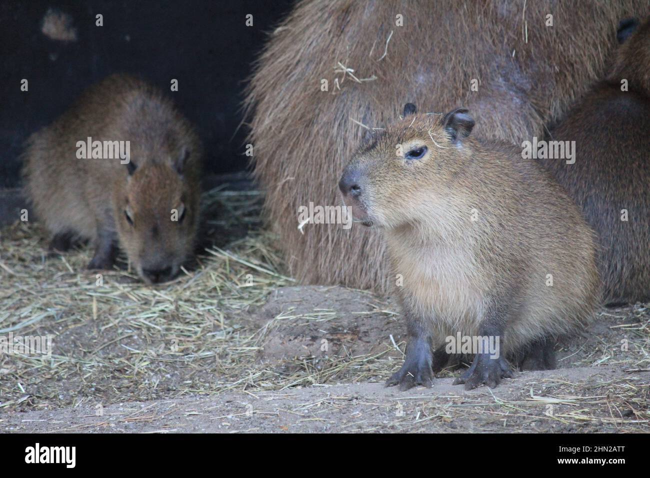 Capybara dans le zoo d'Overloon Banque D'Images