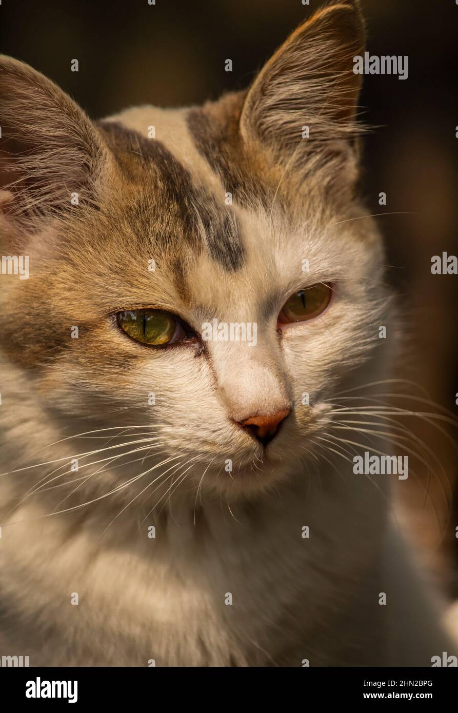 Gros plan sur un chat mignon (Kitten) Banque D'Images