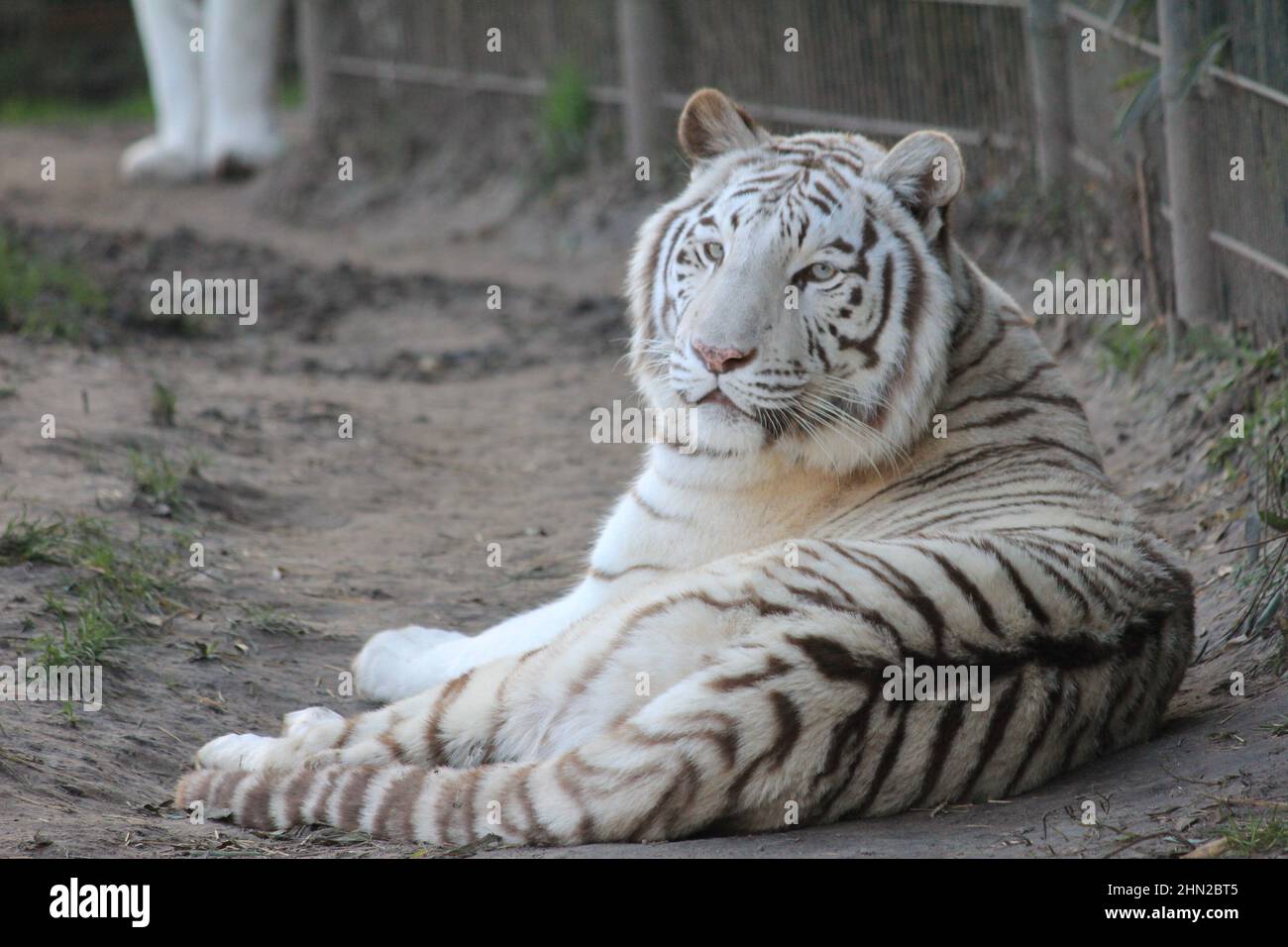 Tigre blanc au zoo d'Overloon aux pays-Bas Banque D'Images