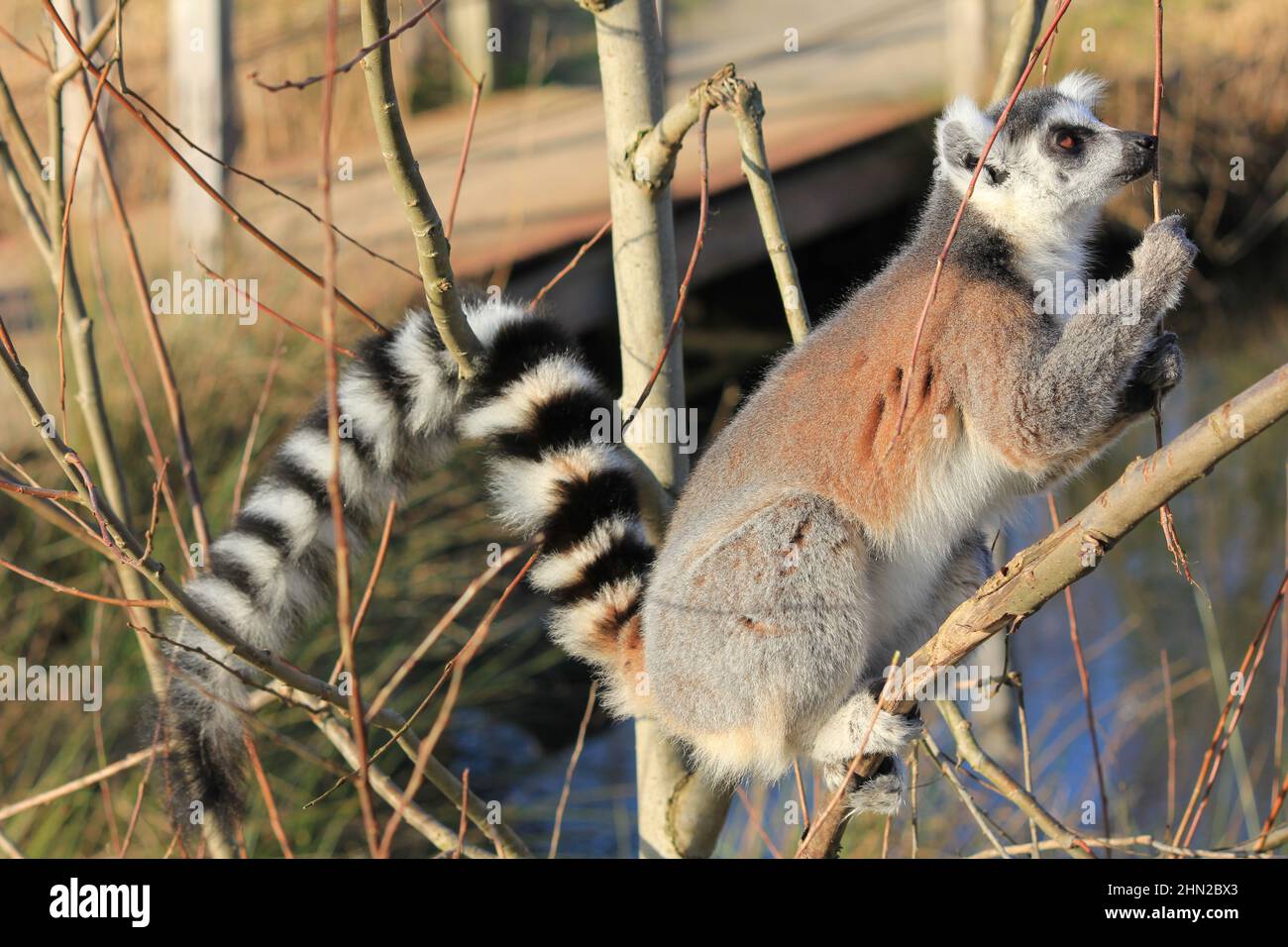 Lémuriens à queue dans le zoo d'Overloon Banque D'Images