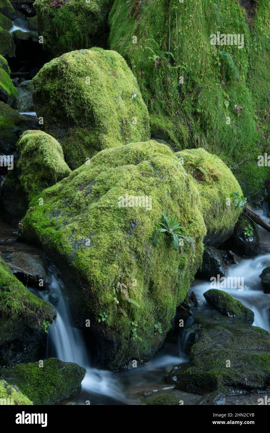 Mossy Rocks et cascade, sentier en boucle de séquoias, Brookings, Oregon Banque D'Images