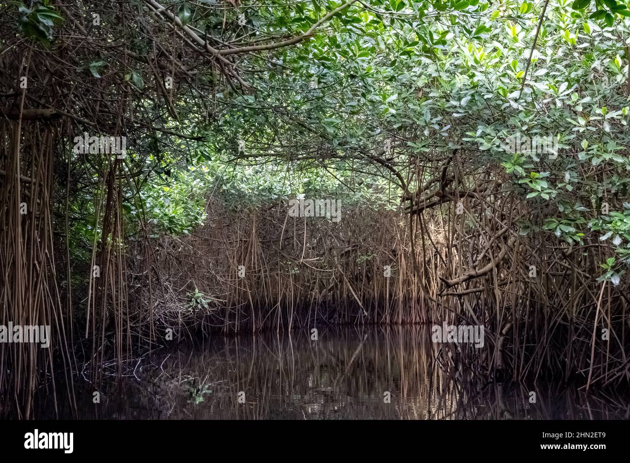 Les racines aériennes de la mangrove rouge (Rhizophora mangle) le long de la rivière. San Blas, Nayarit, Mexique. Banque D'Images