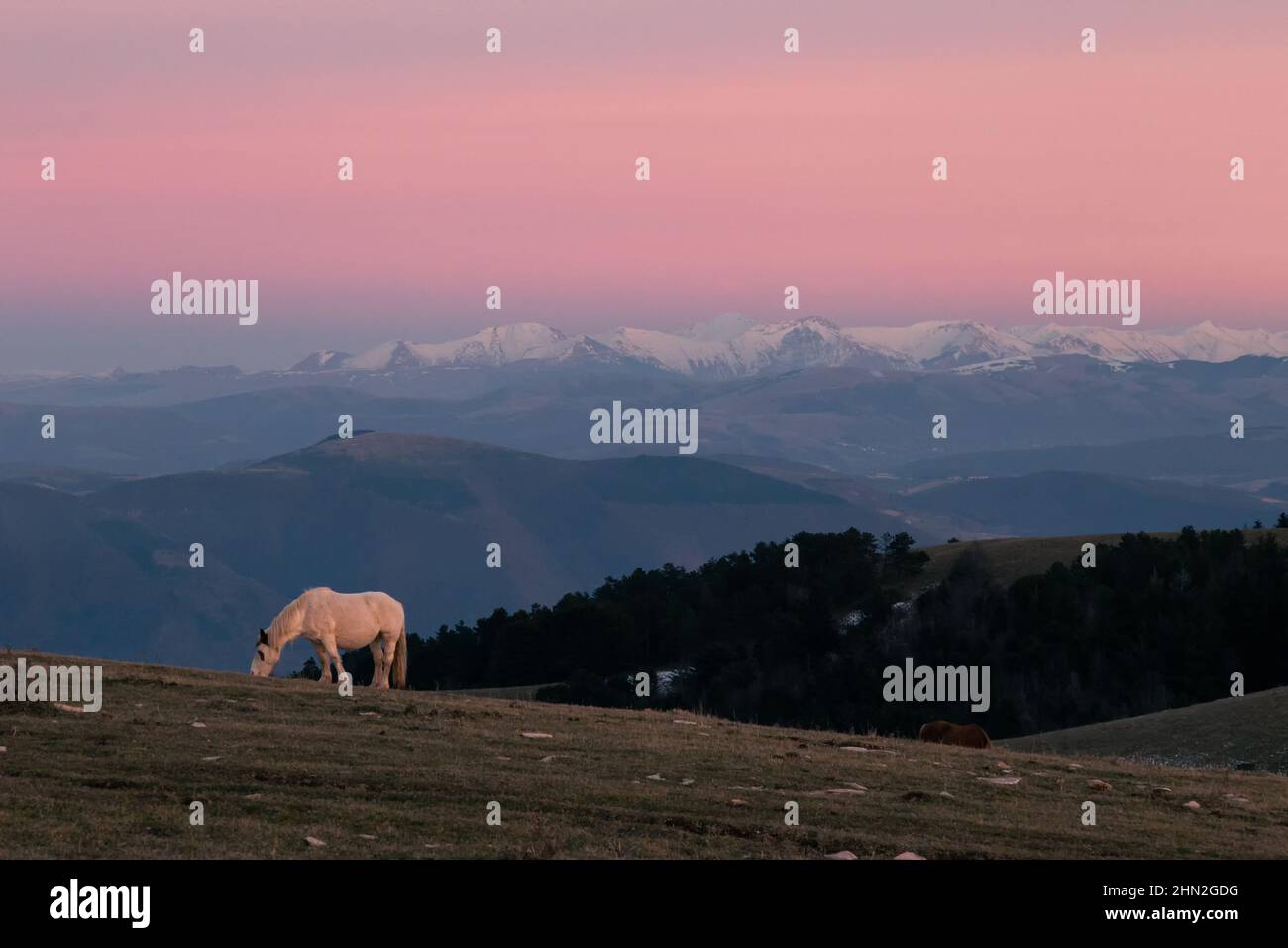 Vaches pastant sur une montagne au crépuscule , avec la brume et les montagnes enneigées en arrière-plan Banque D'Images