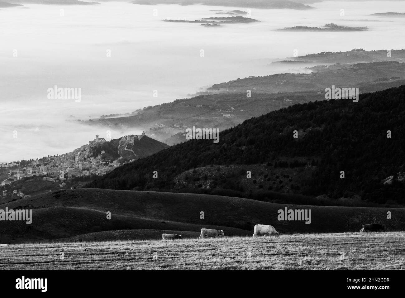 Pâtes de vache sur la montagne Subasio, au-dessus de la vallée de l'Ombrie avec la ville d'Assise et une mer de brouillard Banque D'Images