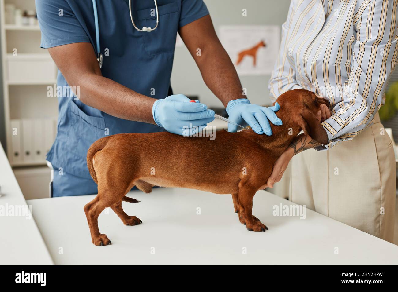 Le propriétaire de PET réconfortant dachshund pendant l'analyse médicale tandis que le vétérinaire avec la pipette prenant le sang de l'animal malade pour le test Banque D'Images