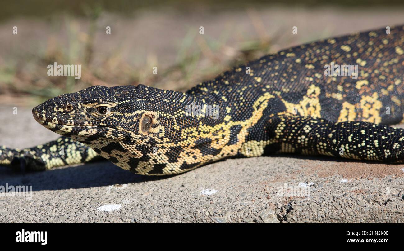 Nile Monitor, Afrique du Sud Banque D'Images