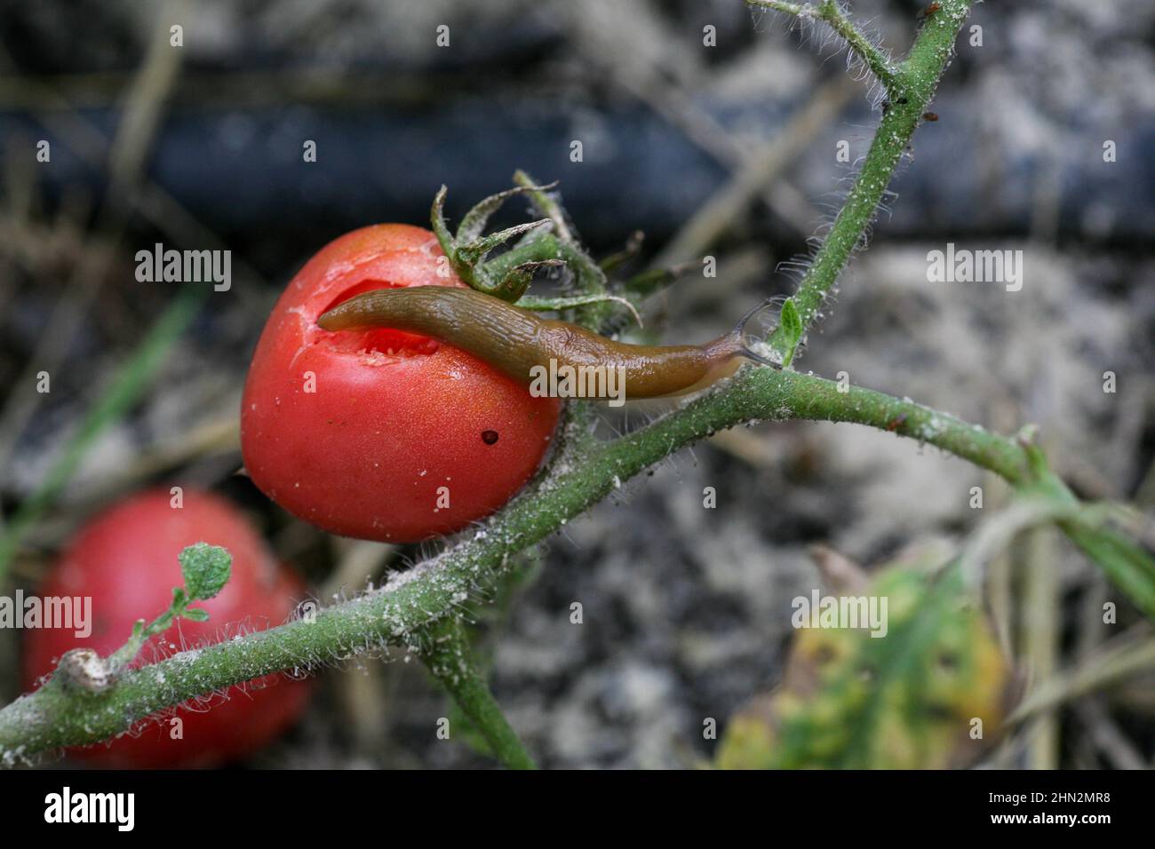 Maladies fongiques dangereuses des tomates, qui affecte les représentants de la nuit, surtout