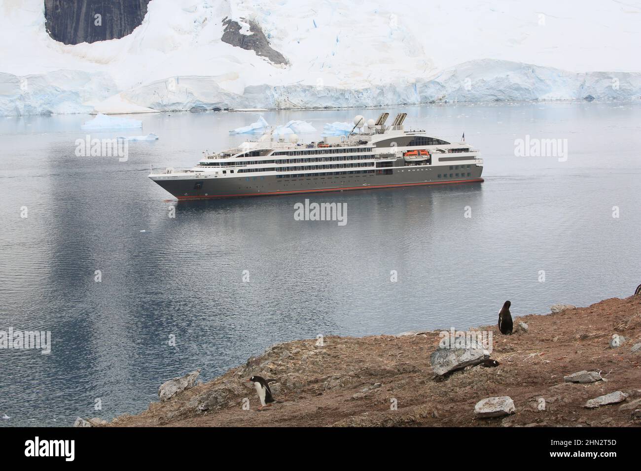 Pingouins Gentoo sur l'île Danco avec navire de croisière le Boreal dans le passage entre l'île Danco et l'île Range, Antarctique. Banque D'Images