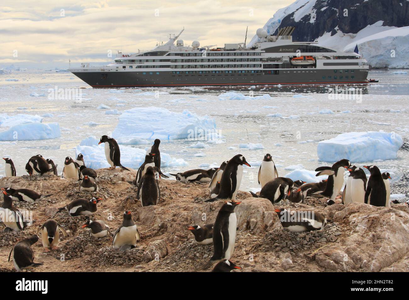 Les pingouins de Gentoo nichent sur la péninsule Antarctique avec le bateau de croisière le Boreal dans le port de Neko, en Antarctique, et sont entourés de glace. Banque D'Images