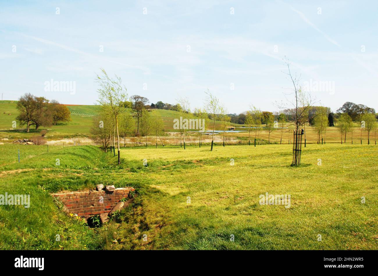 Nouvelle plantation d'arbres dans le parc Belvoir Banque D'Images