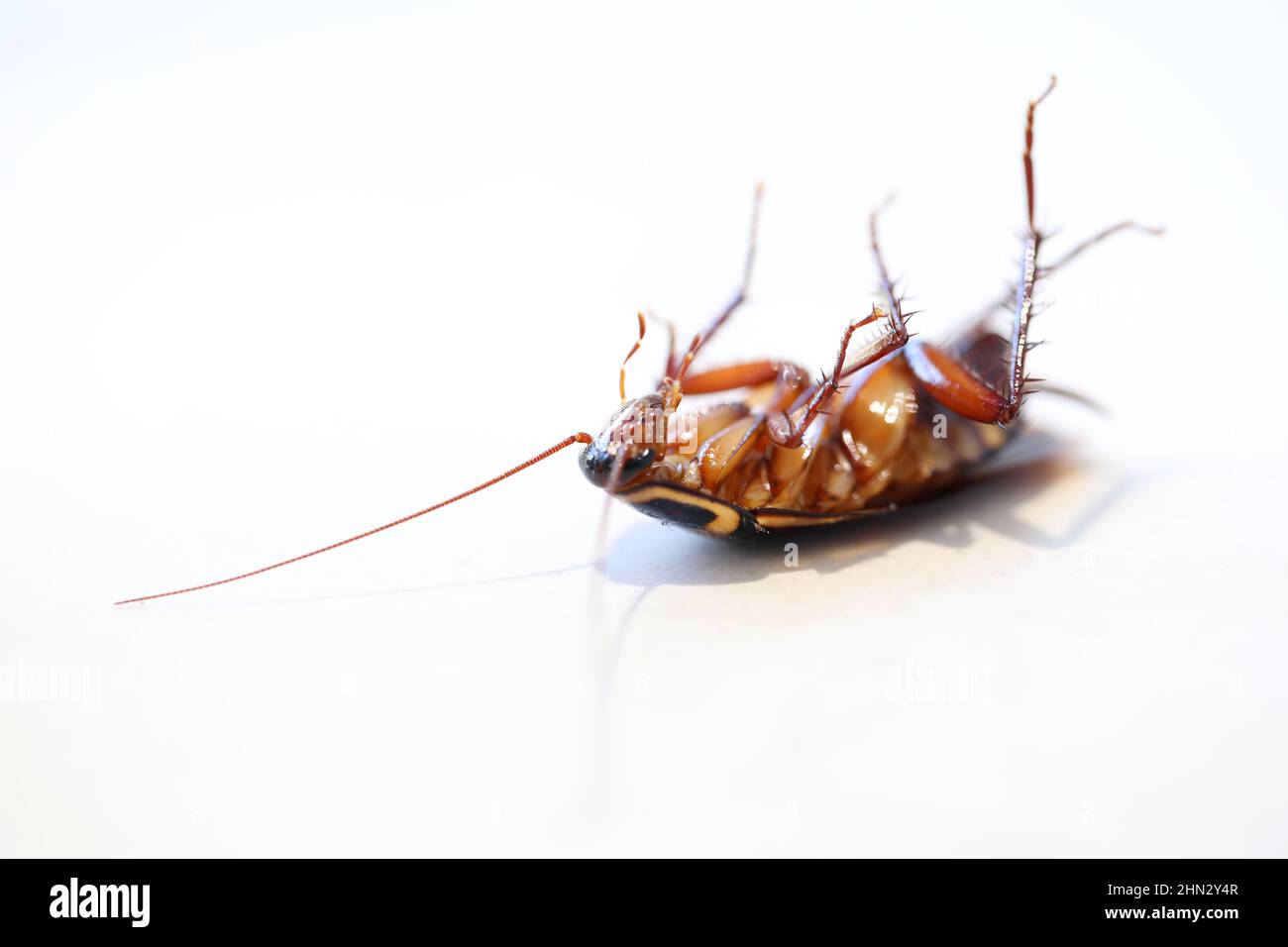 Une vue macro 3qtr de gros plan d'un insecte de cafard frais mort ou mourant posé sur son dos. Isolé sur un fond blanc Uni Banque D'Images