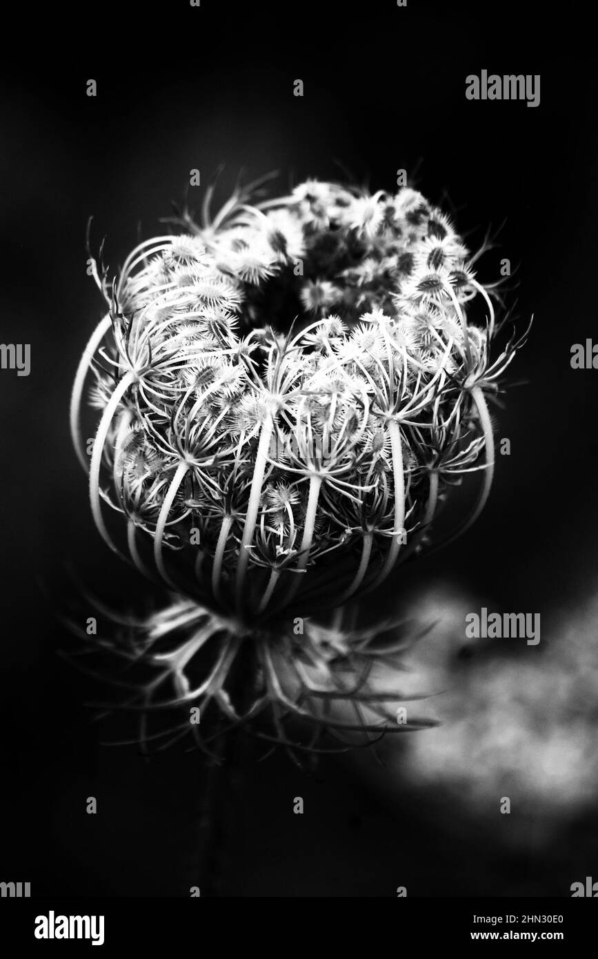 Échelle de gris d'une fleur de plante sauvage Banque D'Images