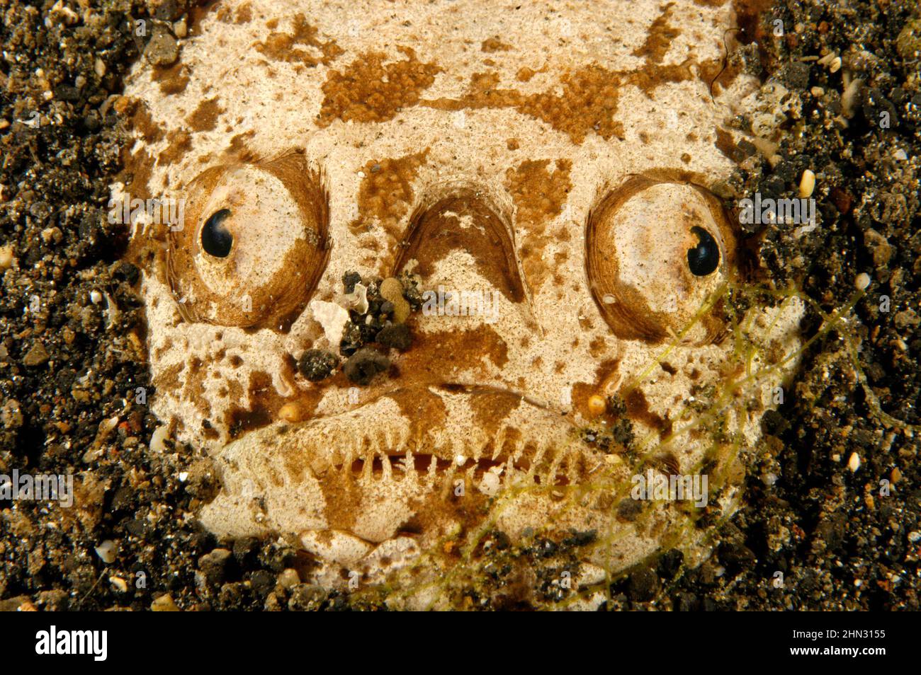 Une star dans les eaux indonésiennes attend immobile et partiellement enfouie dans le fond pour ambuser d'autres petits poissons qui nagent. Banque D'Images