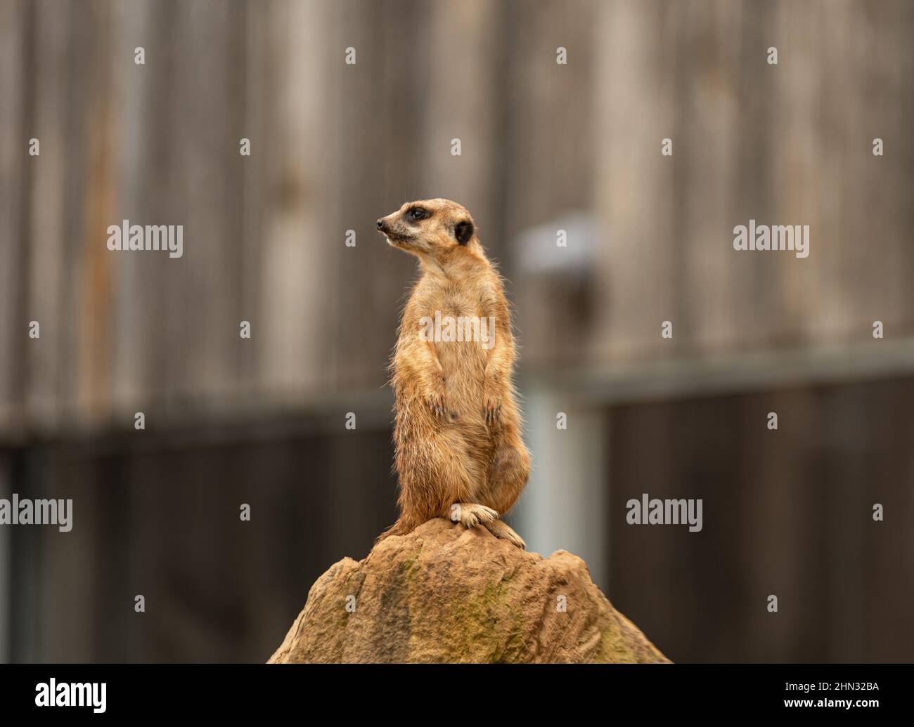 Meerkat sur le dessus de la pierre Banque D'Images