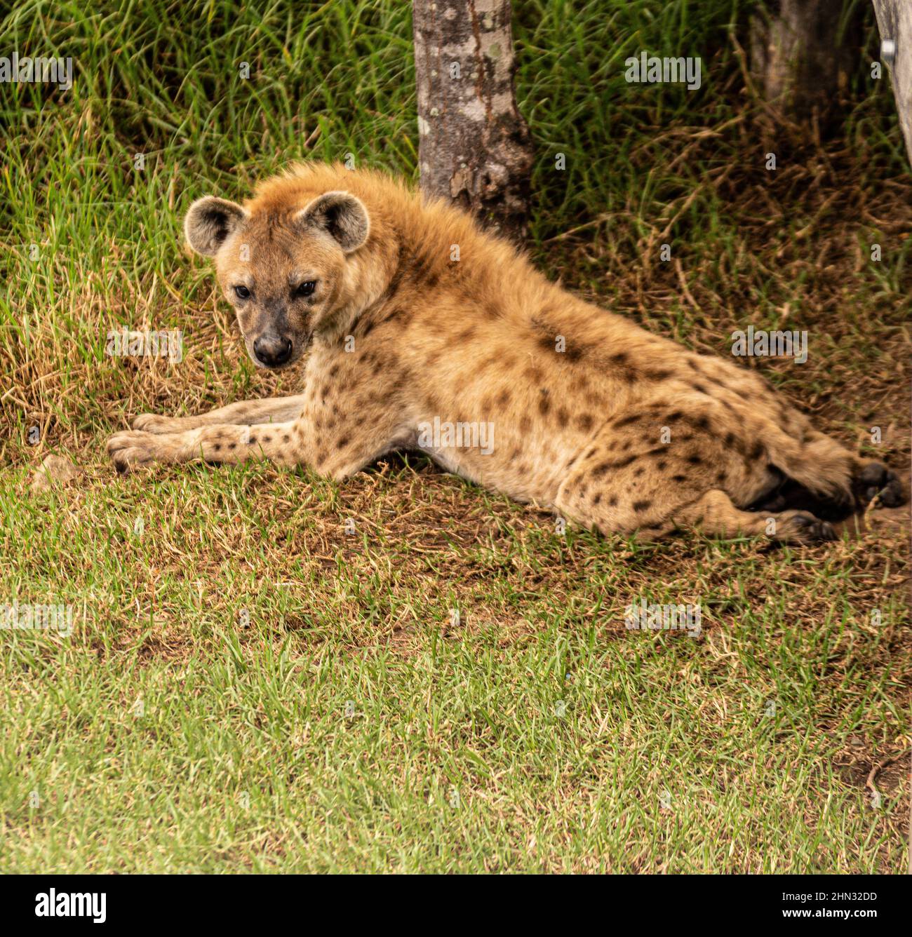 L'hyène tacheté également connu hyenas portrait Banque D'Images