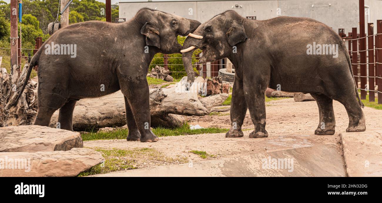 Les éléphants se battent, deux jeunes éléphants se battent Banque D'Images